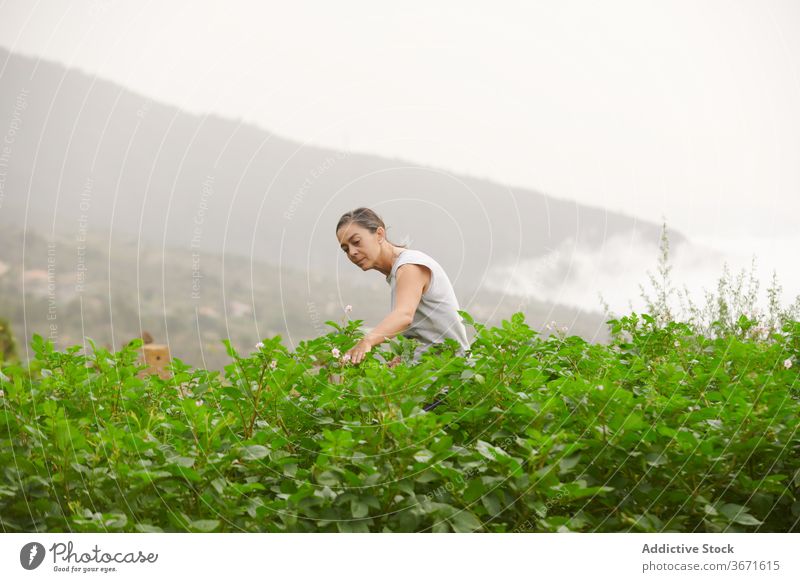 Woman walking along plantation on farm farmer woman green senior summer grow female vegetate cultivate garden old calm retire countryside nature rural