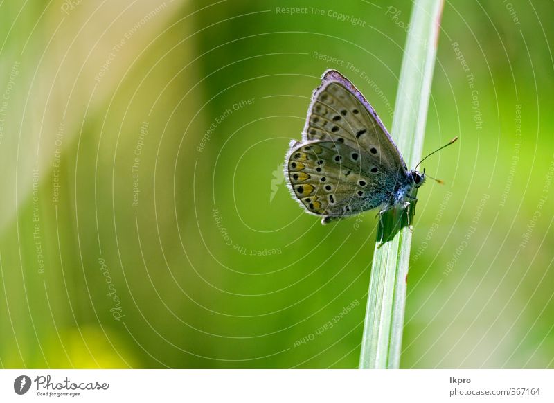 brown butterfly resting in the bush Garden Nature Flower Leaf Switch Aircraft Butterfly Line Wild Blue Brown Yellow Green Black White Colour