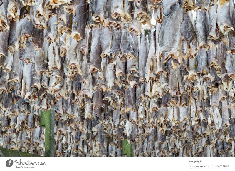 Hanging headless, stockfish Dried cod Fish hang Dry Framework Lofotes Norway Scandinavia North Winter Hang up chill warehouse food Eating Vacation & Travel