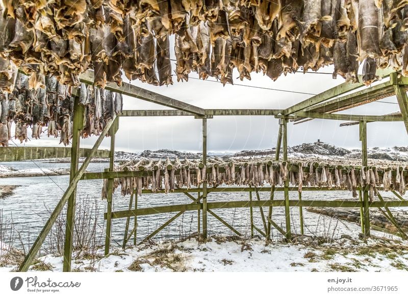 Stockfish in Lofoten Dried cod Fish hang Dry Framework Lofotes Norway Scandinavia North Winter chill Hang up warehouse food Eating green Water Fjord Ocean