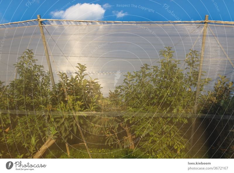 Common medlar trees under a protection net on a plantation at the Costa Blanca, La Nucia, Spain green agriculture garden nature background farm natural fresh