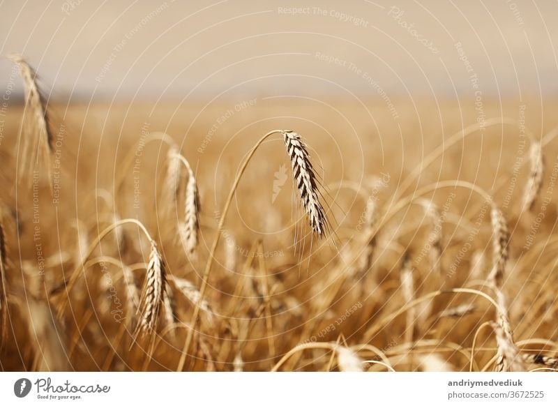 Close up of ripe wheat ears against beautiful sky with clouds. ripe wheat. Selective focus. field grain barley background crop agriculture blue bread rye farm