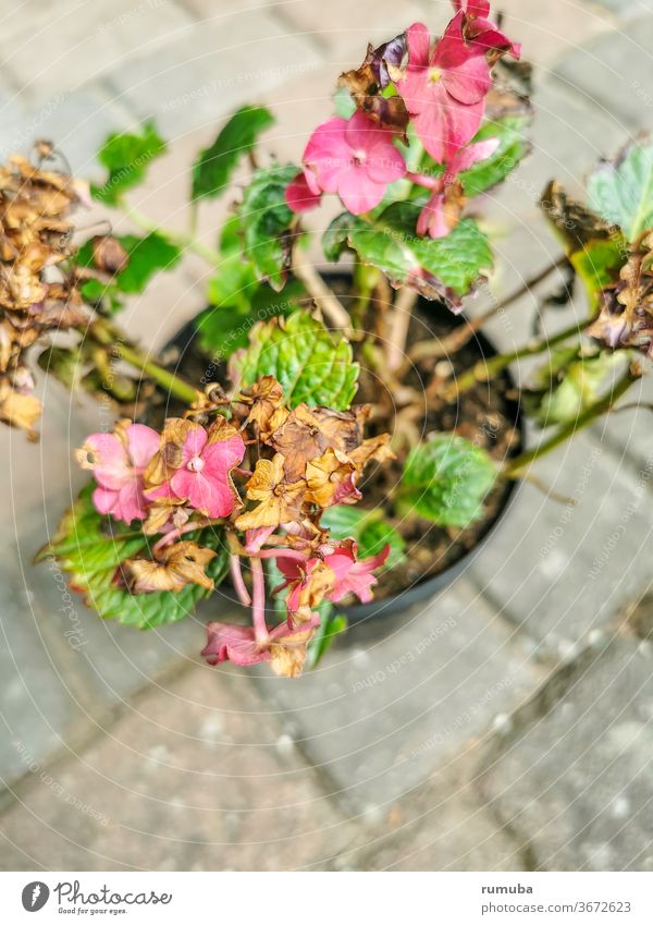 Faded hydrangea Blur Deserted Detail Subdued colour Goodbye Limp Transience Loneliness Brown To dry up Hydrangea flaked Plant Copy Space bottom Portrait format