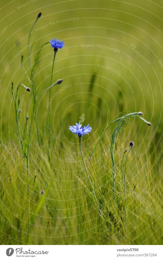 cornflowers Plant Summer Blossom Agricultural crop Wild plant Field Blue Green Violet Elegant Colour photo Exterior shot Light Shadow Contrast