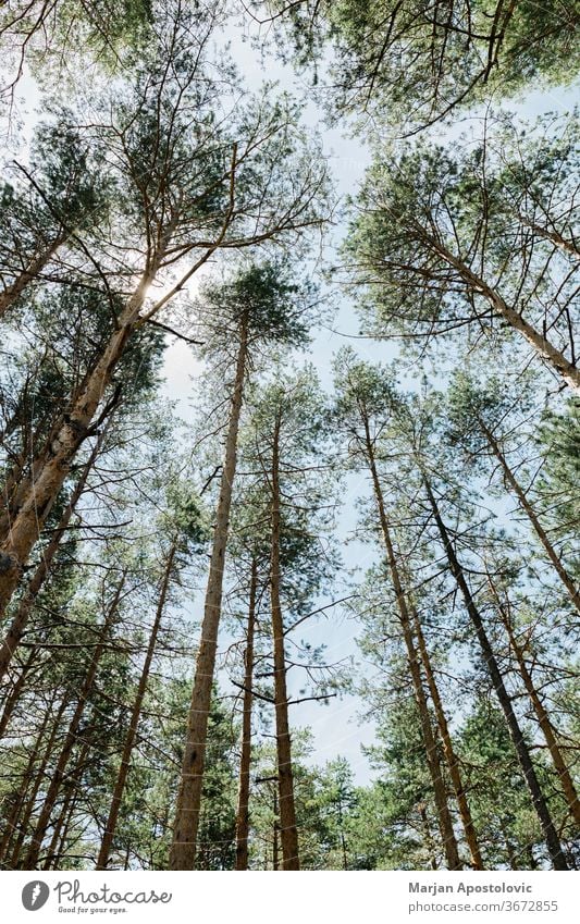 Pine tree forest on a sunny summer day background beams beautiful branches country dirt environment europe evergreens fir foliage group growing growth hiking