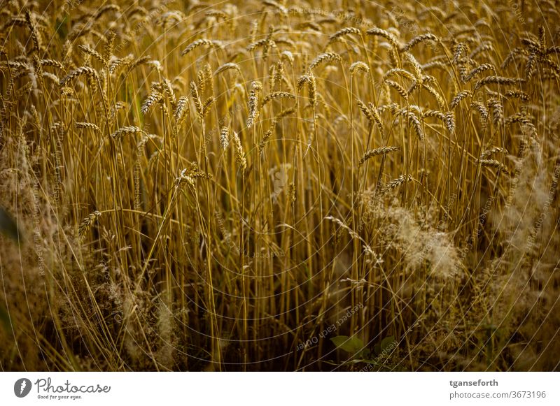 wheat field Wheat Wheatfield Wheat ear Wheat grain Field Colour photo Agriculture Exterior shot Plant Grain Deserted Ear of corn Cornfield Food