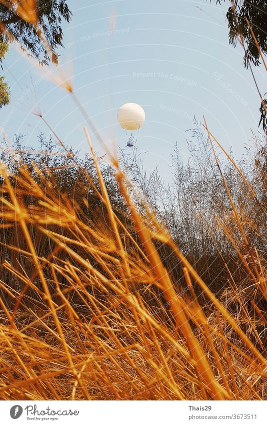 white flying balloon ballon over a golden grass field yellow sunshine panorama autumn colours sunny yellow fall colours bright yellow autumn yellow september