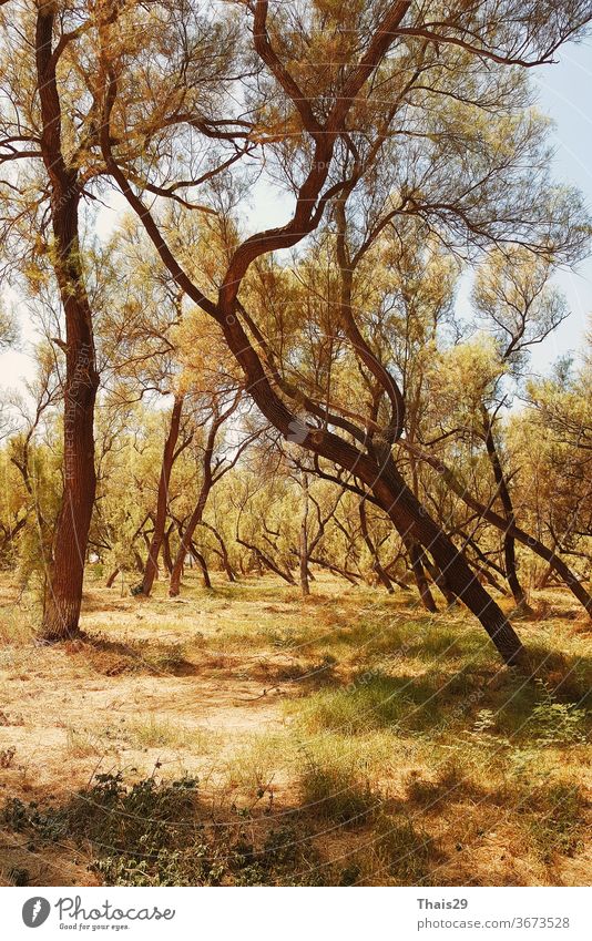 tree branches in yellow sun light, hot summer sunny day between the trees scenic trunk tree tree ornaments leaves tall looking outdoors wood landscape nature