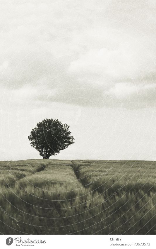 A tree Horizon Cornfield Individual Clouds Nature Summer Landscape Colour photo Exterior shot Grain Deserted green Agriculture Wheat Plant Ear of corn