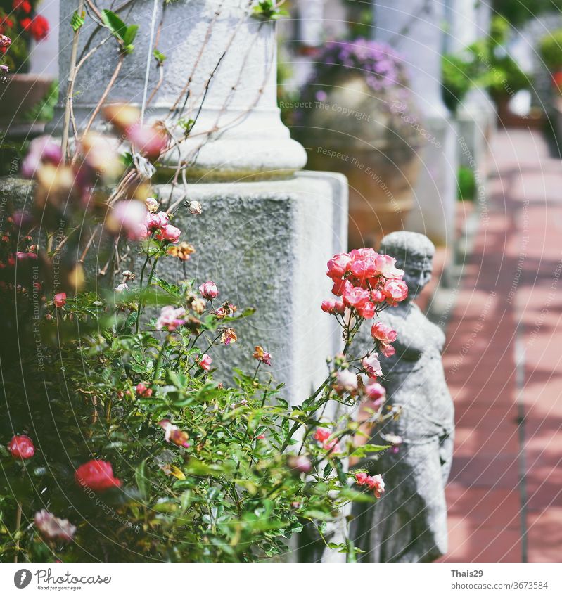 old white antique columns and woman statue sculpture between roses and flowers antiquities classicism facade girl mythology leaves italy italian europe art