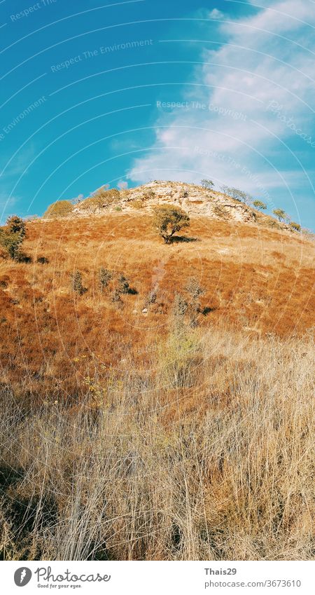 high hill with a yellow dry grass and few trees, blue sky and cloud, hot summer day sunlight landscape nature green field meadow season outdoor environment