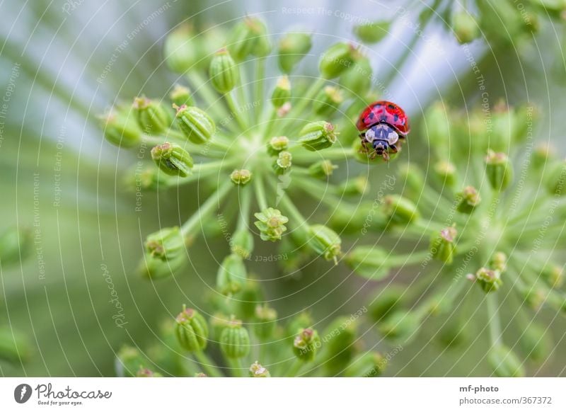 Look me in the eye... Animal Beetle 1 Blue Green Red Colour photo Exterior shot Macro (Extreme close-up) Deserted Animal portrait Looking