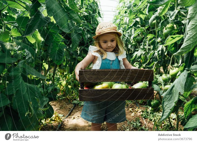 Little girl carrying box with assorted tomatoes in hothouse horticulture bush overgrown charming greenhouse tree unripe harmony organic idyllic straw hat