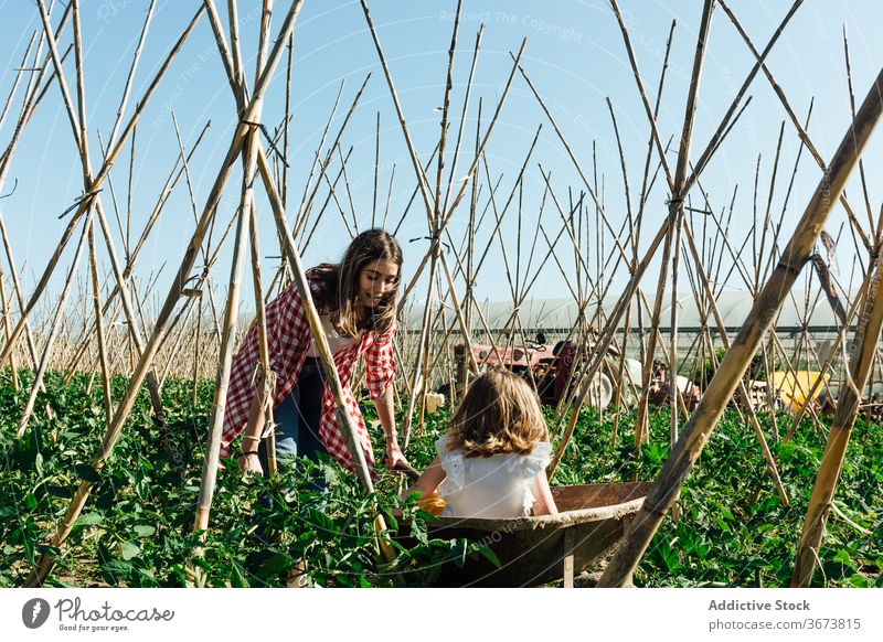 Happy girl sitting in wheelbarrow near laughing mother in garden having fun tomato bush horticulture stick countryside blue sky childcare happy carefree