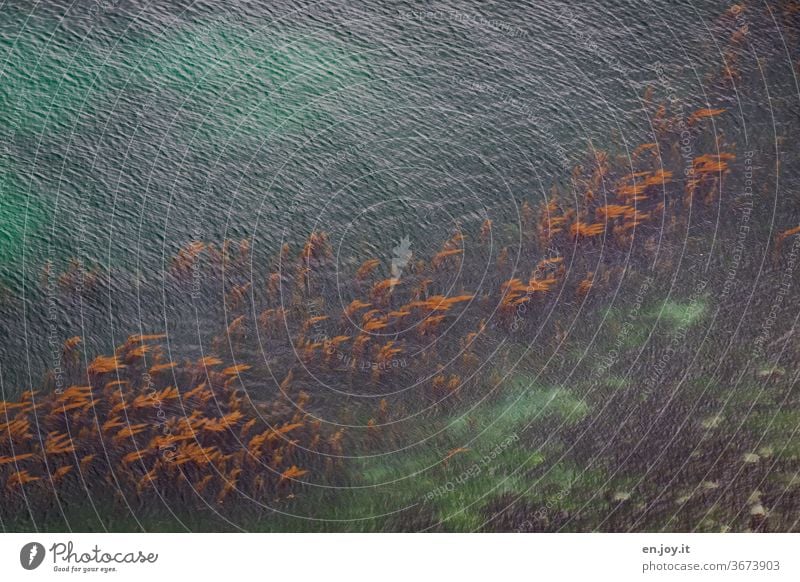 Water plants in turquoise sea off the coast of Brittany Ocean aquatic plants Algae Coast France Current clear neat Environmental protection Climate