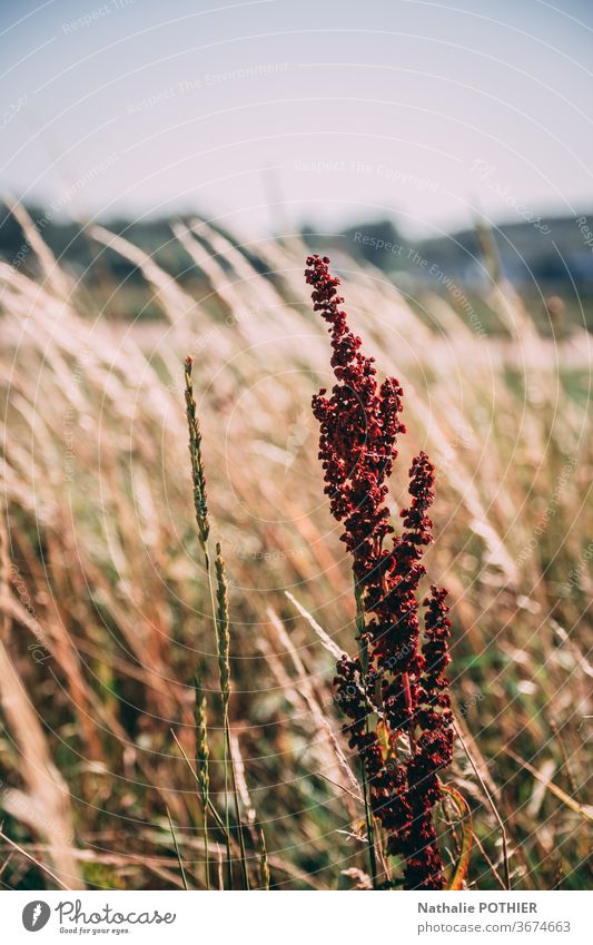 Dry herbs dry herbs plant Colour photo Exterior shot Plant landsacpe Nature Wild plant Natural Environment Faded Meadow Autumn