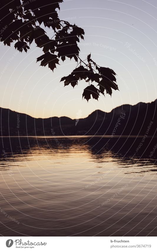 Evening at the lake, silhouette of mountains and branch of a tree Silhouette Lake Sunset Sky Water Nature Reflection Twilight Landscape Lake Wolfgang Austria