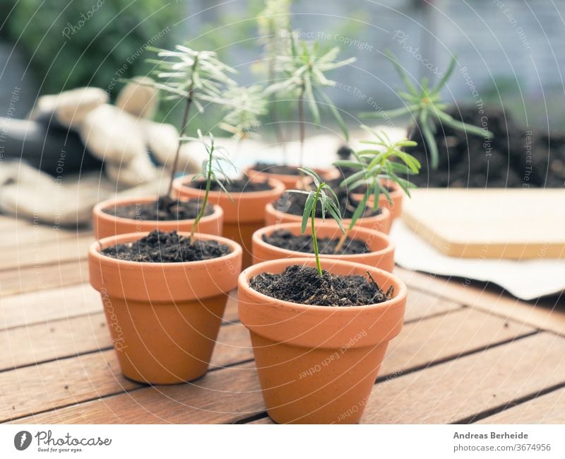 Small seedlings of the Nordmann fir in plant pots on a plant table, gardening or forestry concept, nature conservation farm protection environmental evergreen