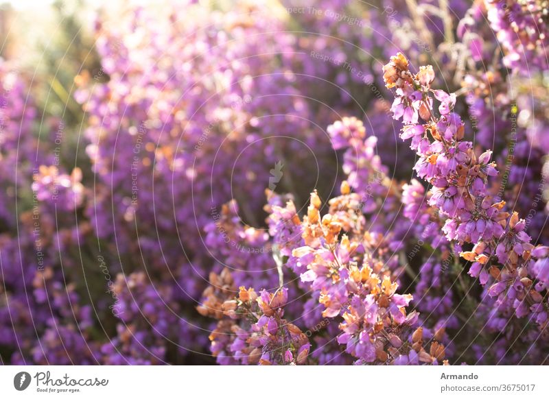 Purple flowers with rays of light at dusk purple violet lovely aromatherapy colours romantic rows uniform wedding abundance fair flores fragrance valentine