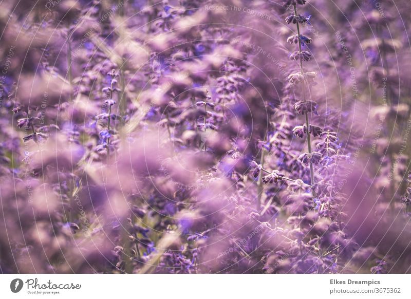 A blurred view into the purple bed Kamp-Lintfort laga flowers national horticultural show