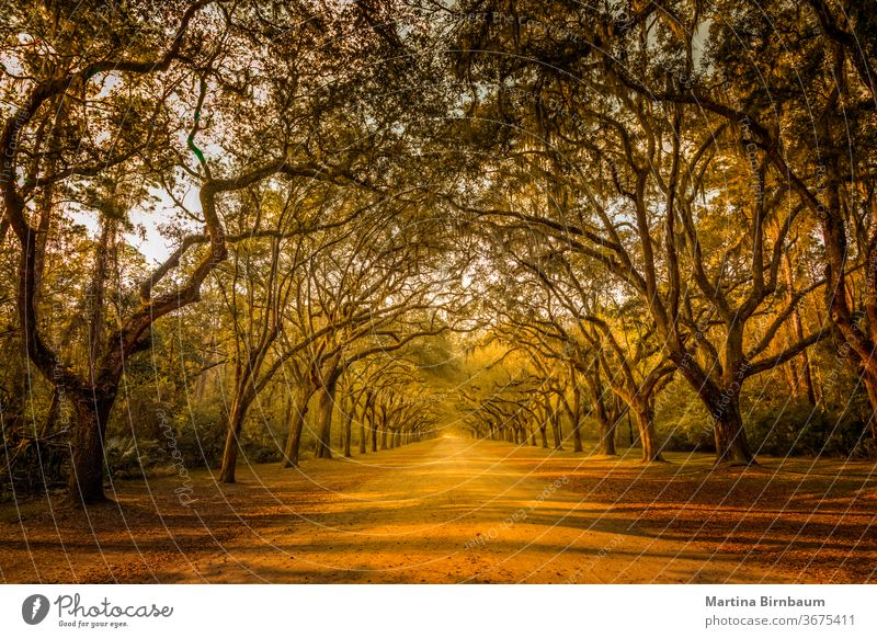 A stunning alley lined with old live oak trees draped in spanish moss natural savannah wormsloe plantation usa georgia path scenic landscape travel foliage