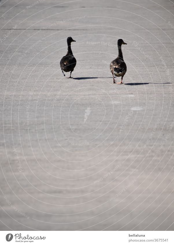 Duck walk Vacation & Travel Coast Summer Deserted Beautiful weather Nature Far-off places Colour photo Exterior shot Summer vacation Relaxation Island North Sea