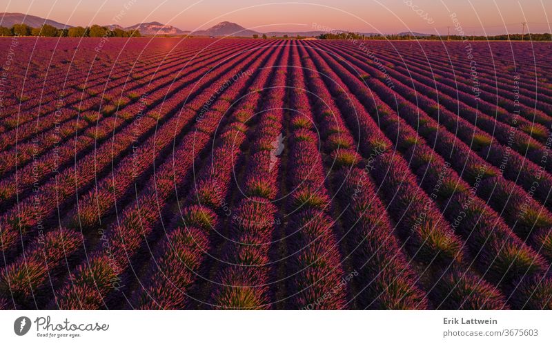 Wonderful lavender fields in France provence france flower countryside plant valensole europe natural plateau purple rural alpes-de-haute-provence travel french