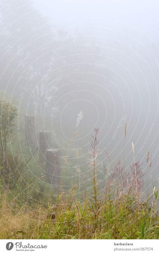 Lost in the fog Landscape Sky Autumn Fog Tree Grass Bushes Hill Wood Bright Gray Moody Loneliness Experience Nature Calm Safety Senses Environment Irritation