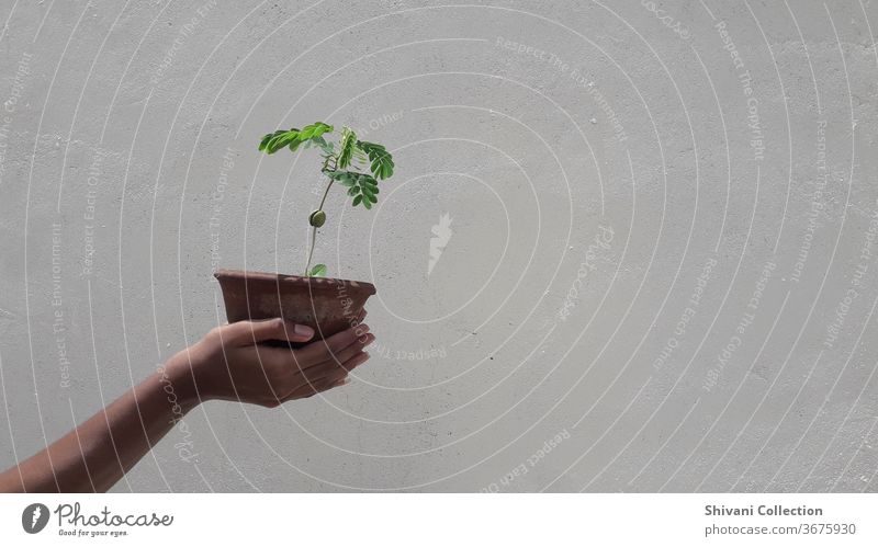 Green plant pot in human hand isolated on white concrete wall background. Day Exterior shot Fresh Hand Spring colours Lettuce Healthy Eating Food Perspective