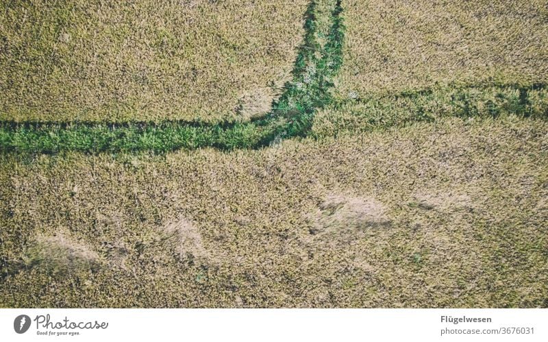 dirt roads Harvest Thanksgiving reap Seasonal farm worker harvest season ready for harvesting degree of harvest Wheatfield Grain Grain field Grain harvest