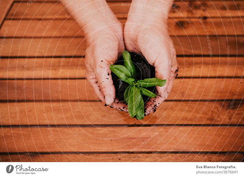 unrecognizable middle age woman working with plants outdoors, holding earth and a small green plant, gardening concept. environment protecting. sprouts bio