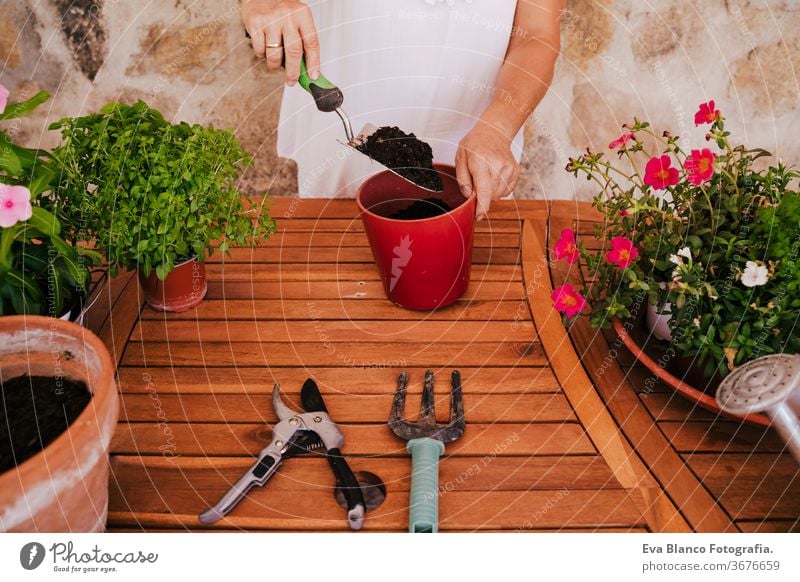 unrecognizable middle age woman working with plants outdoors, gardening concept. Nature 60s retired home earth flowers agriculture hobby horticulture dirtied