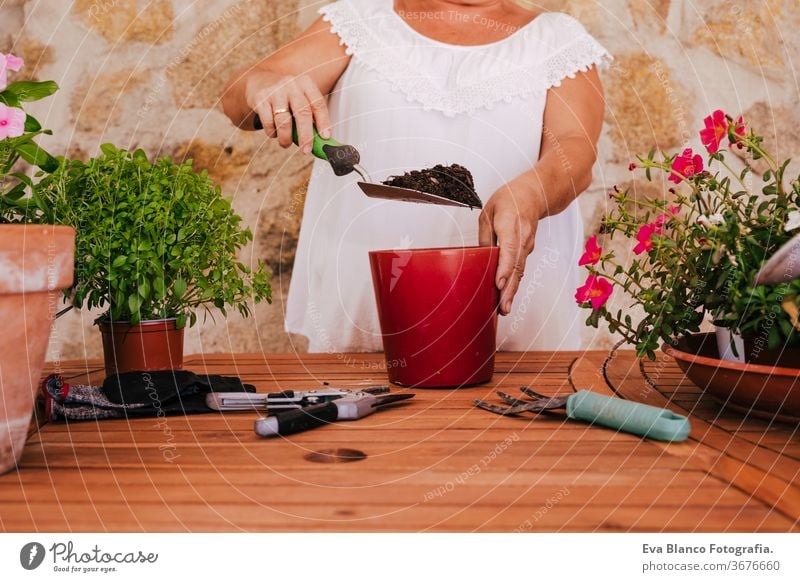 unrecognizable middle age woman working with plants outdoors, gardening concept. Nature 60s retired home earth flowers agriculture hobby horticulture dirtied