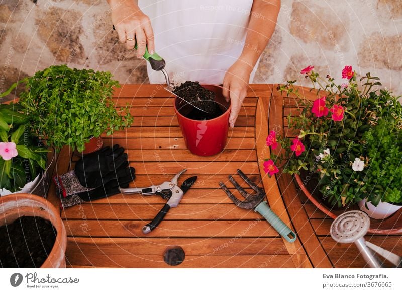 unrecognizable middle age woman working with plants outdoors, gardening concept. Nature 60s retired home earth flowers agriculture hobby horticulture dirtied