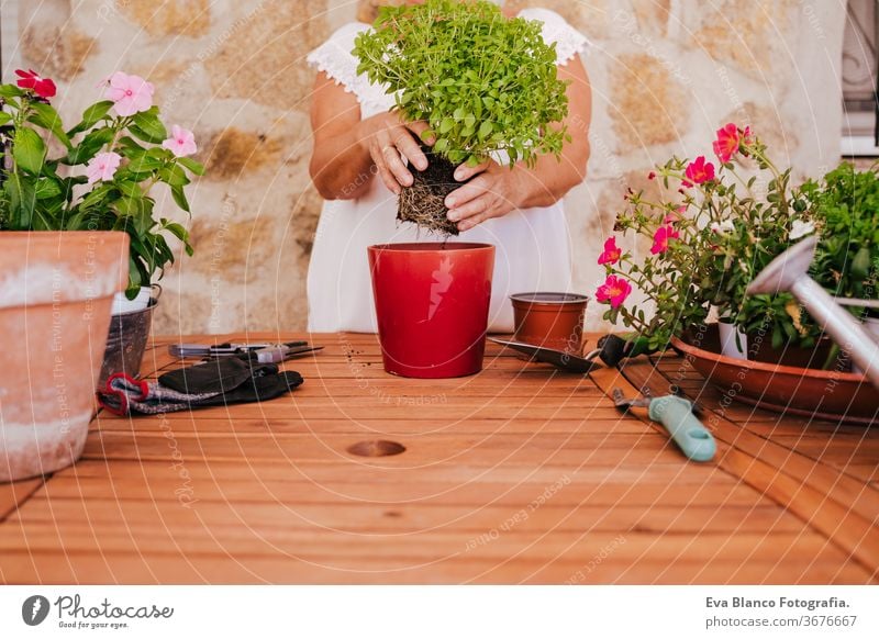 unrecognizable middle age woman working with plants outdoors, gardening concept. Nature 60s retired home earth flowers agriculture hobby horticulture dirtied