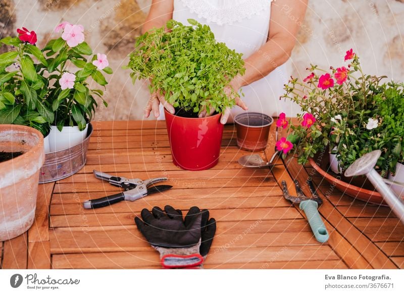 unrecognizable middle age woman working with plants outdoors, gardening concept. Nature 60s retired home earth flowers agriculture hobby horticulture dirtied