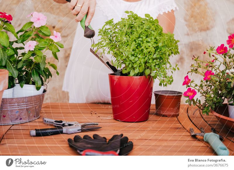 unrecognizable middle age woman working with plants outdoors, gardening concept. Nature 60s retired home earth flowers agriculture hobby horticulture dirtied