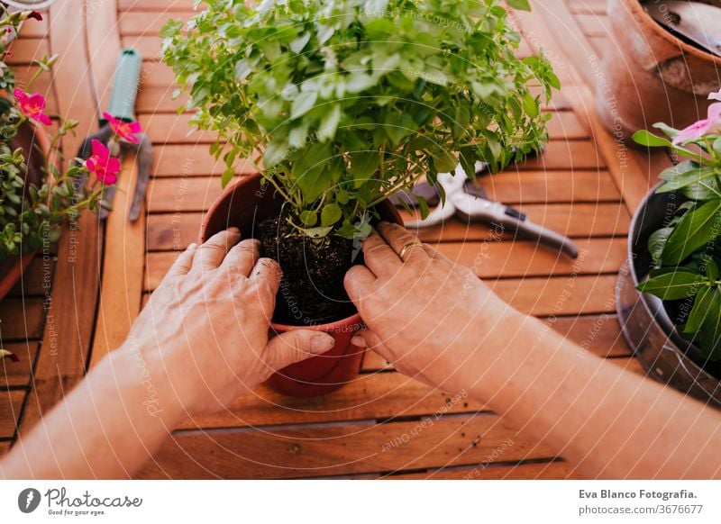 unrecognizable middle age woman working with plants outdoors, gardening concept. Nature 60s retired home earth flowers agriculture hobby horticulture dirtied