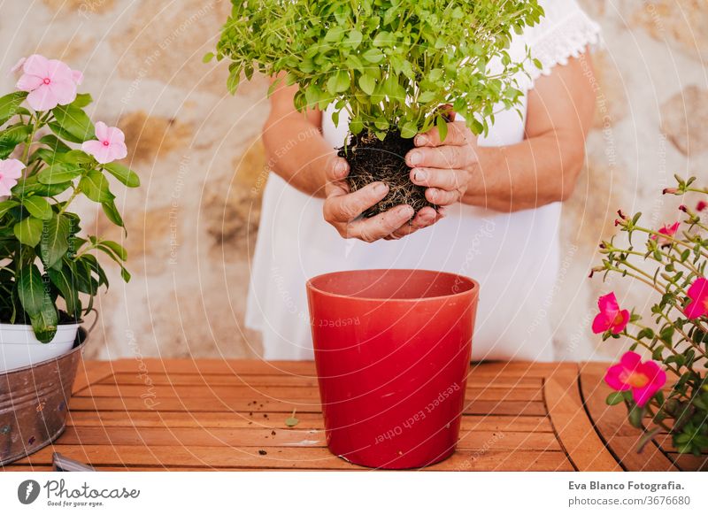 unrecognizable middle age woman working with plants outdoors, gardening concept. Nature 60s retired home earth flowers agriculture hobby horticulture dirtied