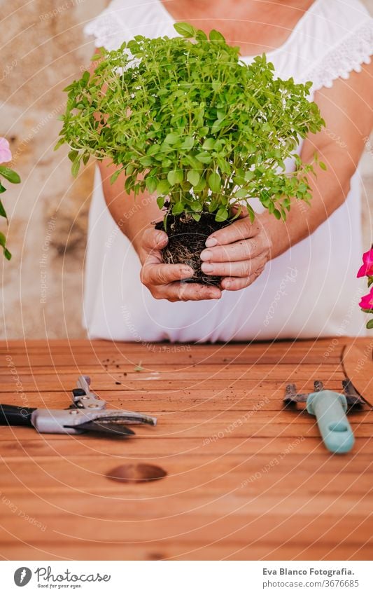 unrecognizable middle age woman working with plants outdoors, gardening concept. Nature 60s retired home earth flowers agriculture hobby horticulture dirtied