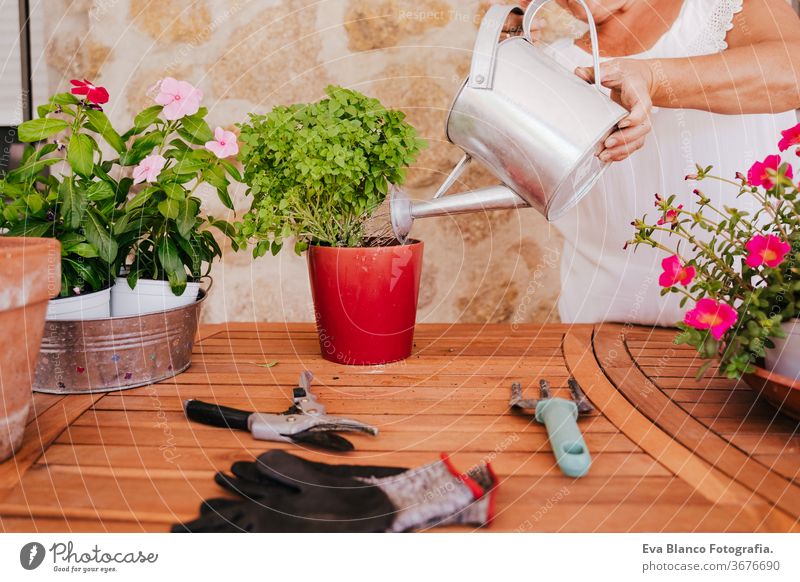 unrecognizable middle age woman working with plants outdoors, watering plants, gardening concept. Nature can 60s retired home earth flowers agriculture hobby