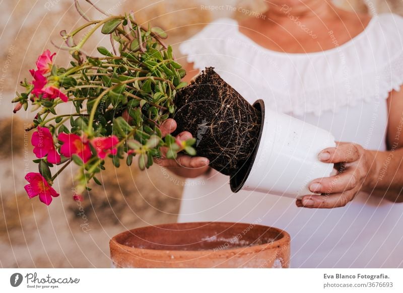 unrecognizable middle age woman working with plants outdoors, gardening concept. Nature 60s retired home earth flowers agriculture hobby horticulture dirtied