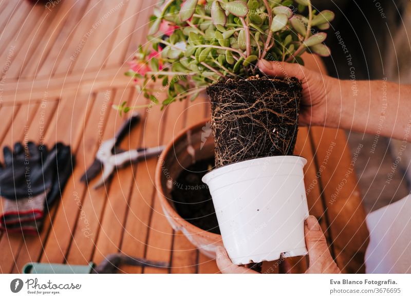 unrecognizable middle age woman working with plants outdoors, gardening concept. Nature 60s retired home earth flowers agriculture hobby horticulture dirtied