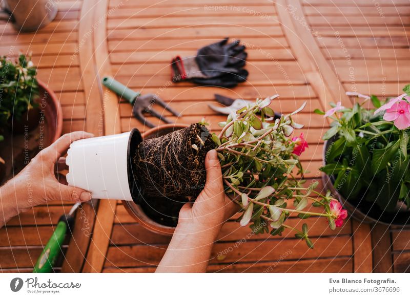 unrecognizable middle age woman working with plants outdoors, gardening concept. Nature 60s retired home earth flowers agriculture hobby horticulture dirtied