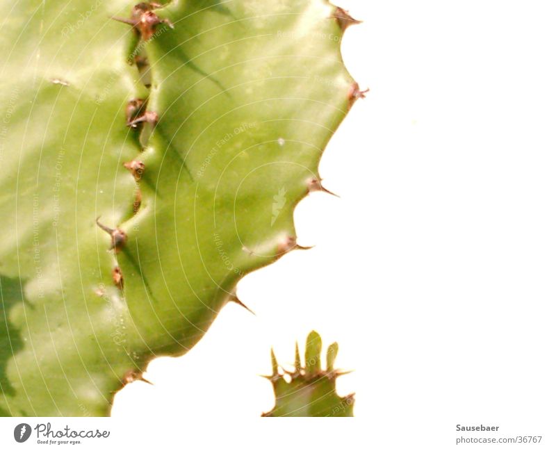 A cactus all alone... Plant Cactus Green Close-up Beautiful weather Thorn