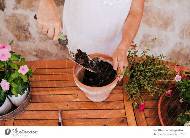 unrecognizable middle age woman working with plants outdoors, gardening concept. Nature 60s retired home earth flowers agriculture hobby horticulture dirtied