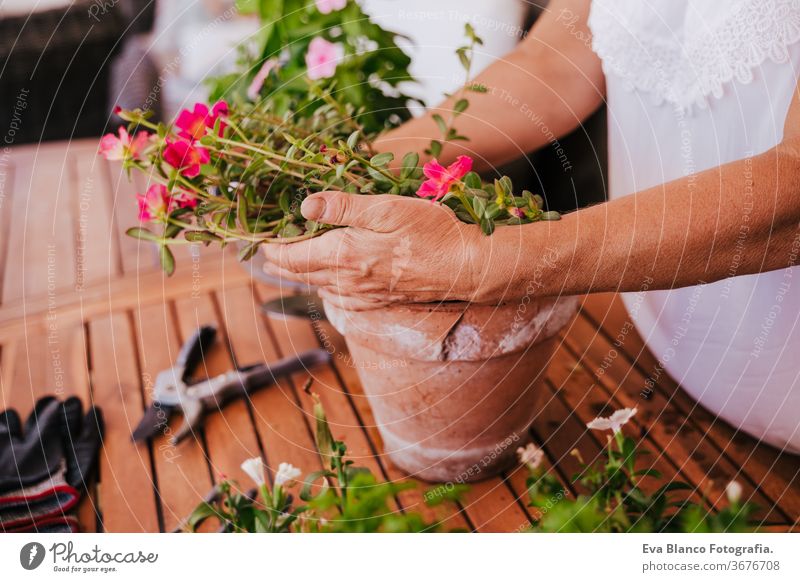 unrecognizable middle age woman working with plants outdoors, gardening concept. Nature. 60s retired home earth flowers agriculture hobby horticulture dirtied