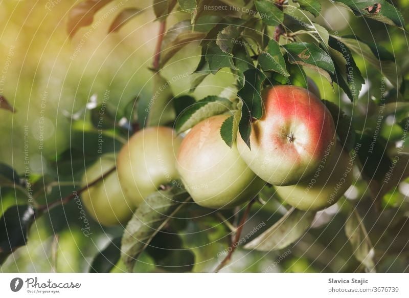 Ripe apples  hanging on apple orchard branch agriculture autumn bunch copy crop day delicious eating evening fall farm farming food fresh fruit growth health