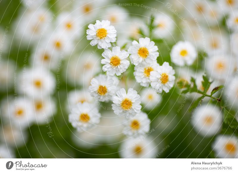 White matricaria (feverfew) flowers. Natural repellent against pincers (tick). Medicine herbs. Beautiful natural background. arboretum asteraceae beautiful