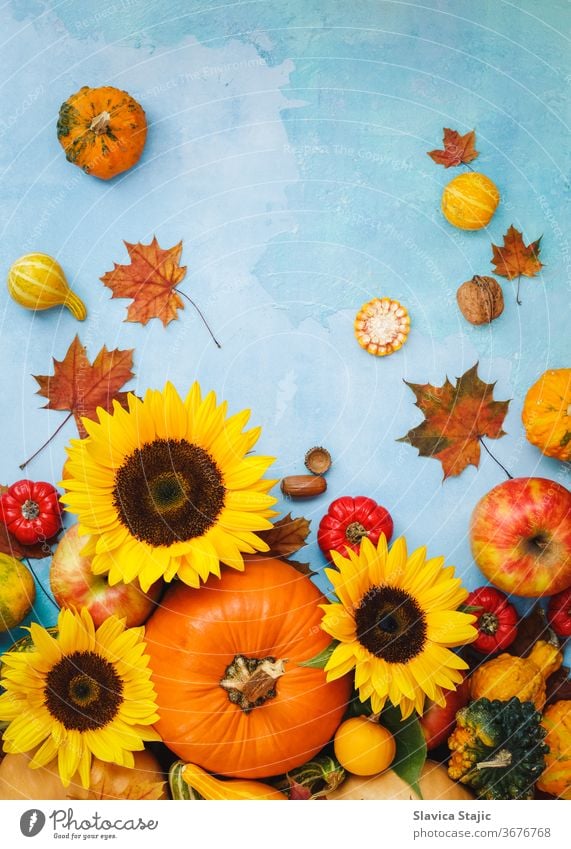 Assorted pumpkins, gourds, apples and sunflower  for fall arrangement. Still life composition, can be used for Thanksgiving, Halloween or  autumn  harvest above